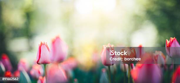 Panoramic Tulip Field Stock Photo - Download Image Now - Springtime, Tulip, Flower