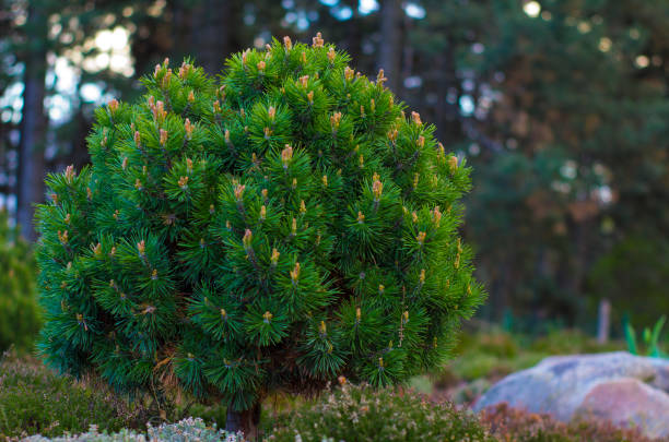 Branches of a dwarf mountain pine Pinus mugo . use in landscape design and design Branches of a dwarf mountain pine Pinus mugo . use in landscape design and design. dwarf pine trees stock pictures, royalty-free photos & images