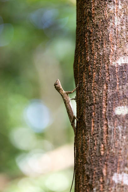 istock Flying lizard at Tangkoko national park 891665830