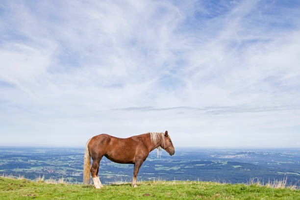 istock Horse on a mountain meadow 891668362