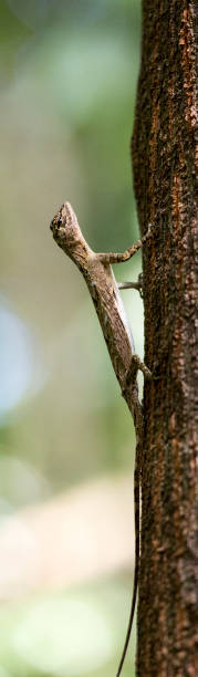 istock Flying lizard at Tangkoko national park 891668606