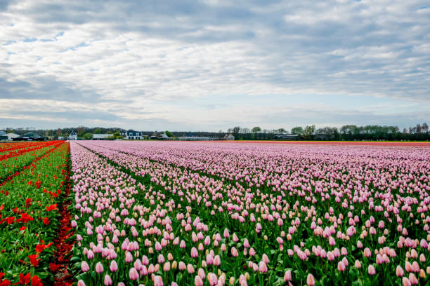 istock landscape view with colorful flowers background in Netherlands 891681272