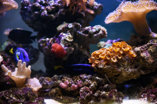 istock Tropical fishes swimming between corals 891685850