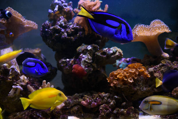 istock Tropical fishes swimming between corals 891692142