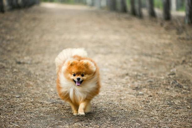 istock A beautiful fluffy puppy runs through a coniferous forest, Pomeranian spitz 891695262