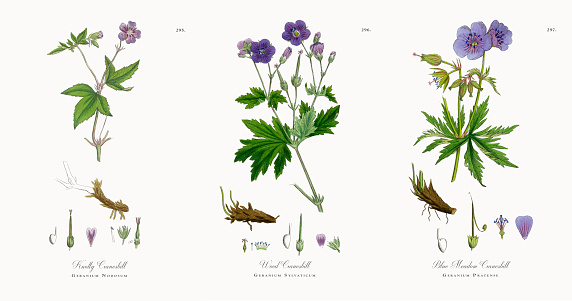 Very Rare, Beautifully Illustrated Antique Engraved and Hand Colored Victorian Botanical Illustration of Knotty Cranesbill, Geranium Nodosum, 1863 Plants. Plate 295, Published in 1863. Source: Original edition from my own archives. Copyright has expired on this artwork. Digitally restored.
