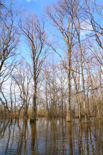 istock oak wood in water 891699326