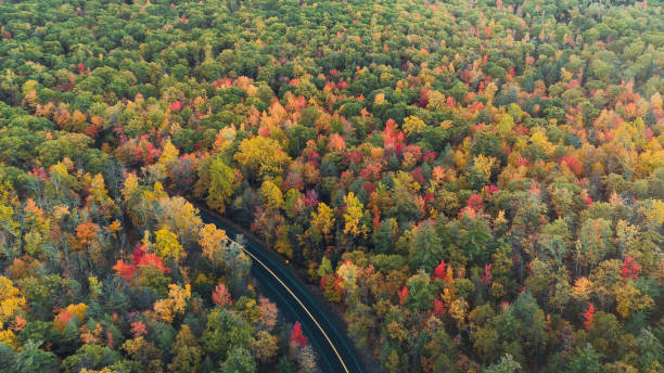 istock Aerial View of Road in Autumn 891707444