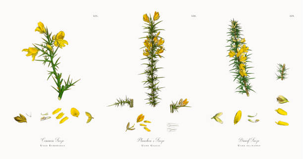 ilustrações, clipart, desenhos animados e ícones de comum tojo, ulex europaeus, ilustração botânica vitoriana, 1863 - tojo