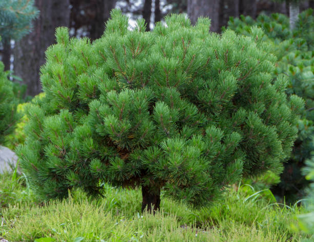 istock Branches of a dwarf mountain pine Pinus mugo . use in landscape design and design 891707944