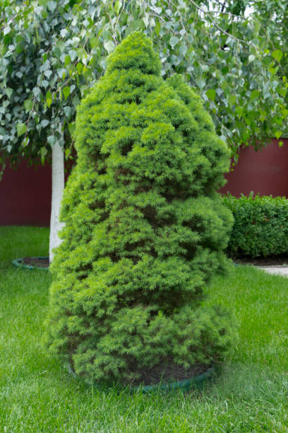 istock large green healthy Canadian Christmas Tree close-up 891712114
