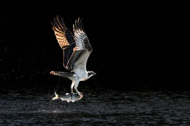 Osprey in Flight Over Water After Catching a Menhaden Fish