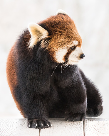Profile Portrait of a Red Panda Against a White Background