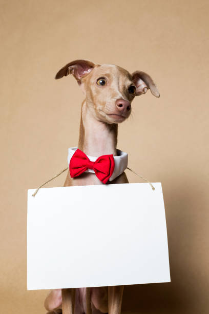 istock Italian Greyhound Piccolo dog portrait 891724594