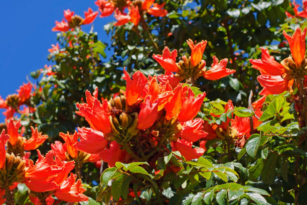 African tulip tree with orange flowers close-up. "Spathodea" is a monotypic genus in the flowering plant family "Bignoniaceae". The single species it contains, "Spathodea campanulata", is commonly known as the African tuliptree, fountain tree, pichkari or Nandi flame. spathodea campanulata stock pictures, royalty-free photos & images