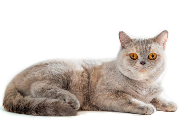 istock British golden cat with orange eyes isolated on a white background 891729522