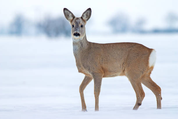 istock Roe deer Capreolus capreolus in winter on snow 891730076