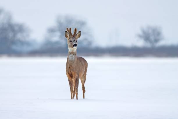 istock Roe deer Capreolus capreolus in winter on snow 891730786