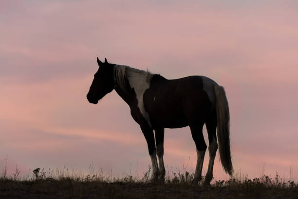 istock Wild Horse at Sunset 891732348