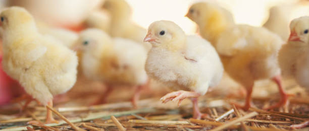 istock Little chicks at farm feeding 891732376