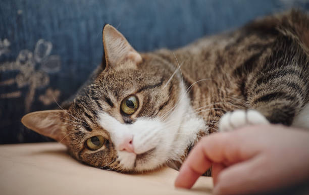 istock Portrait of a striped cat 891732644