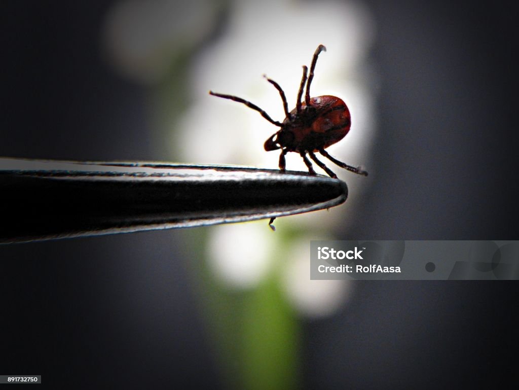 castor bean tick A female tick held by a forceps (Ixodes ricinus, Sweden) Tick - Animal Stock Photo
