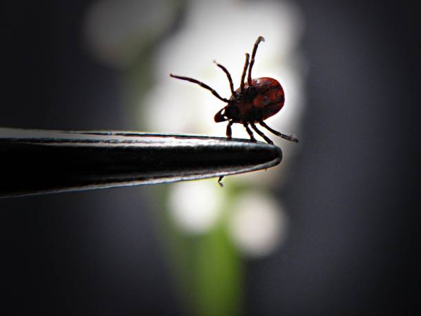 castor bean tick A female tick held by a forceps (Ixodes ricinus, Sweden) lyme disease photos stock pictures, royalty-free photos & images