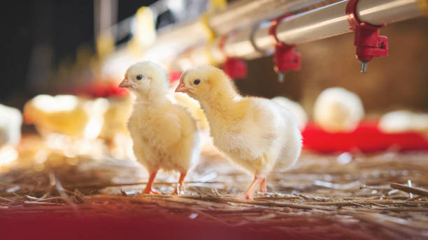 istock Little chicks at farm feeding 891732786