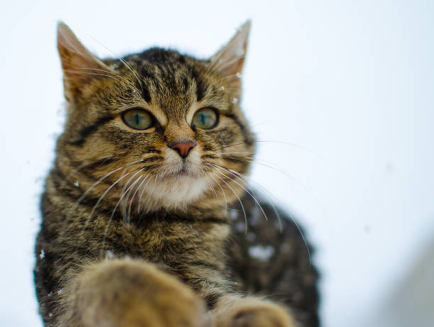 istock A little cat walks in the fresh air and snow 891737312