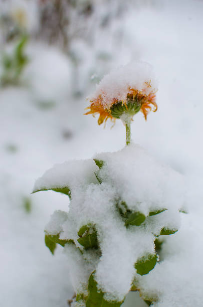 istock White fluffy snow covered plants in the fresh air in the winter 891737330