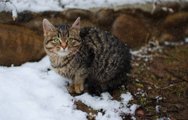 istock A little cat walks in the fresh air and snow 891737380