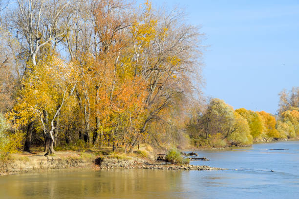 istock Autumn landscape. River bank with autumn trees. Poplars on the b 891738702