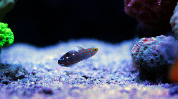 istock Rainfordu Goby in aquarium tank 891741972