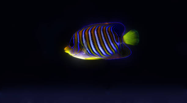 Regal Angelfish Regal angelfish red sea fish seoul zoo stock pictures, royalty-free photos & images