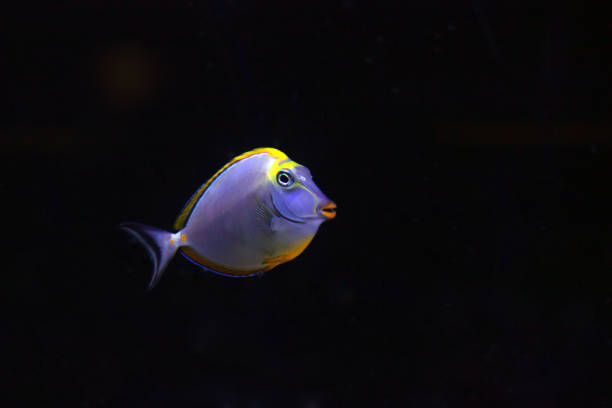 Naso tang in aquarium Surgeonfish in reef tank seoul zoo stock pictures, royalty-free photos & images
