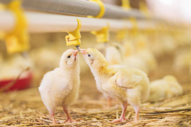 Baby chicks at farm Chicken at farm. Shallow DOF. Developed from RAW; retouched with special care and attention; Small amount of grain added for best final impression. 16 bit Adobe RGB color profile. mini wheat cereal stock pictures, royalty-free photos & images