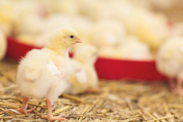 istock Baby chicks at farm 891763418