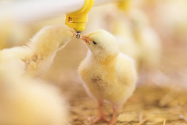 istock Baby chicks at farm 891763552