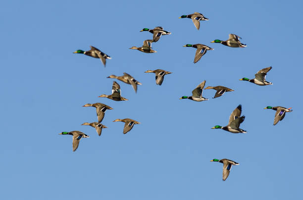 istock Large Flock of Mallard Ducks Flying in a Blue Sky 891763600