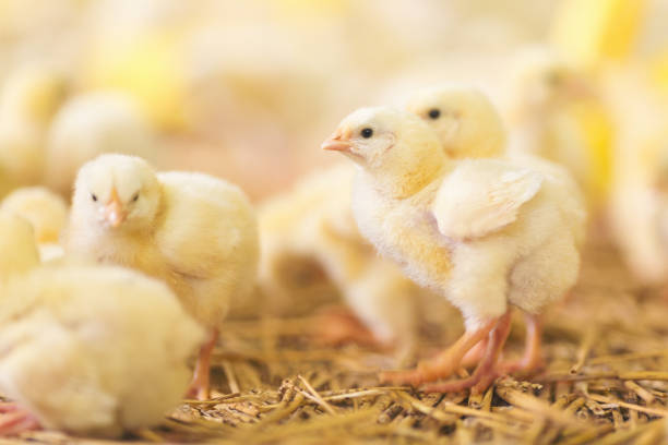 Baby chicks at farm Chicken at farm. Shallow DOF. Developed from RAW; retouched with special care and attention; Small amount of grain added for best final impression. 16 bit Adobe RGB color profile. baby chicken photos stock pictures, royalty-free photos & images