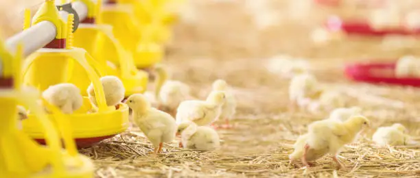 Photo of Baby chicks at farm