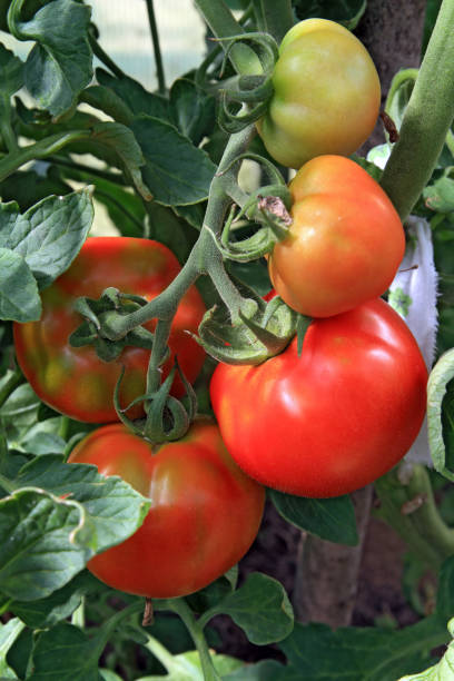 istock red and green tomatoes in hothouse 891766098