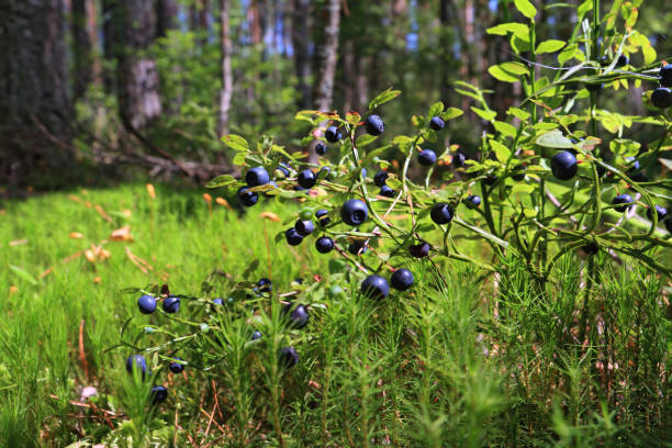 istock berries of the whortleberry 891766322