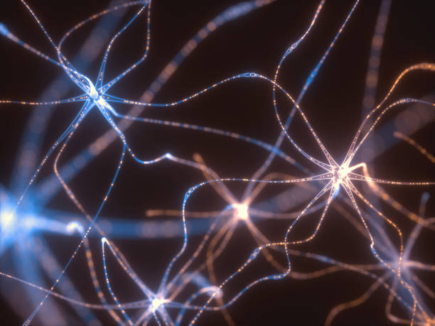 les neurones des impulsions électriques - nerve cell synapse human nervous system brain photos et images de collection