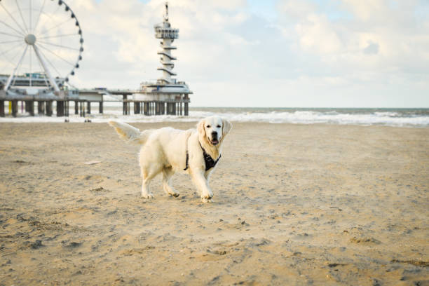 istock Golden Retriever Dog Standing On The Beach 891771712