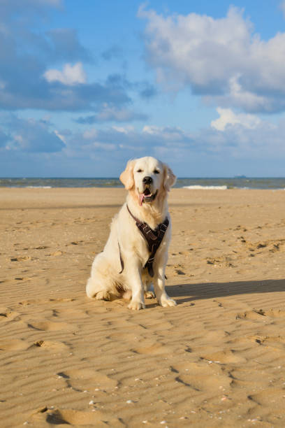 istock Golden Retriever Dog Standing On The Beach 891771912