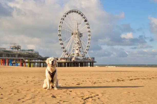 Happy Golden Retriever Dog on the Scheveningen Beach in Holland, Netherlands