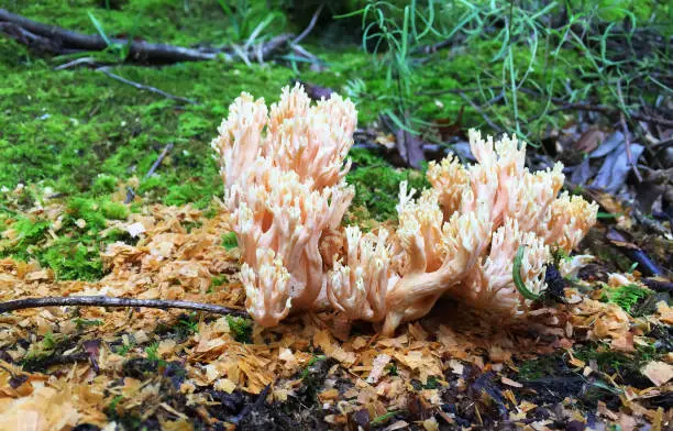 The Mushroom in forest