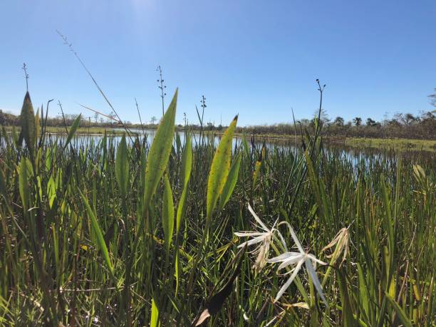 swamp grass and wildflowers in the marsh tall reeds and swamp lilies on the river shore sagittaria aquatic plant stock pictures, royalty-free photos & images