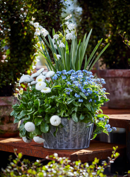 istock Elegant spring flowers planted in pots 891772318